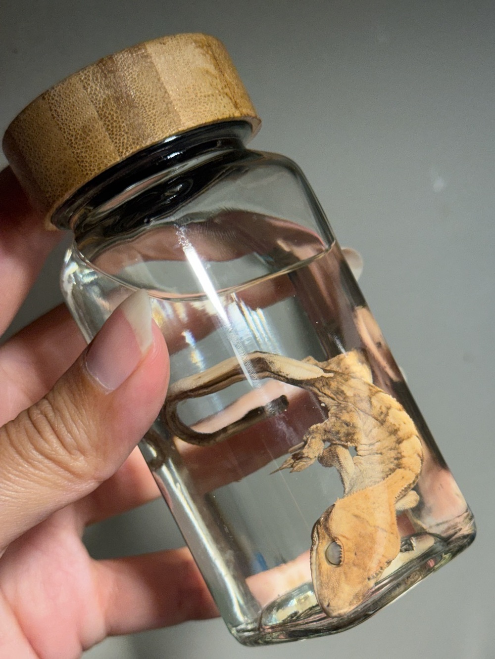 Oddities and Curiosities - Preserved crested gecko wet specimen